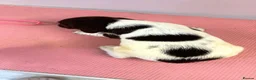 English Springer Spaniel dogs for sale: Kc springer spaniel puppies  - Advert 6