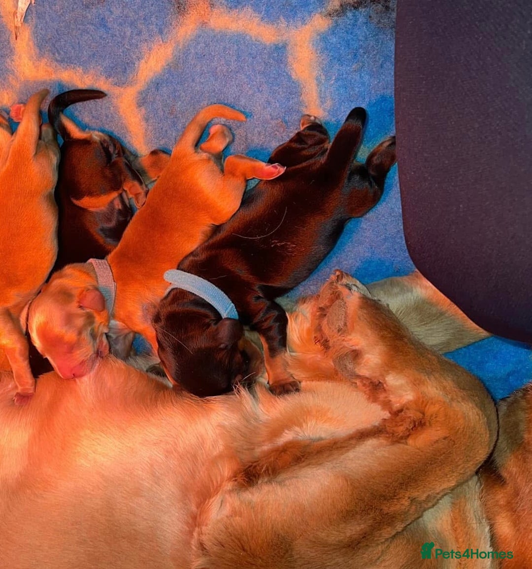 Cocker Spaniel dogs for sale: LAST BLACK COCKER SPANIEL BOY REDUCED - Image 6