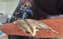 Sugar Glider rodents for sale: Breeding pair of  sugar gliders ready 13th sept   - Image 35