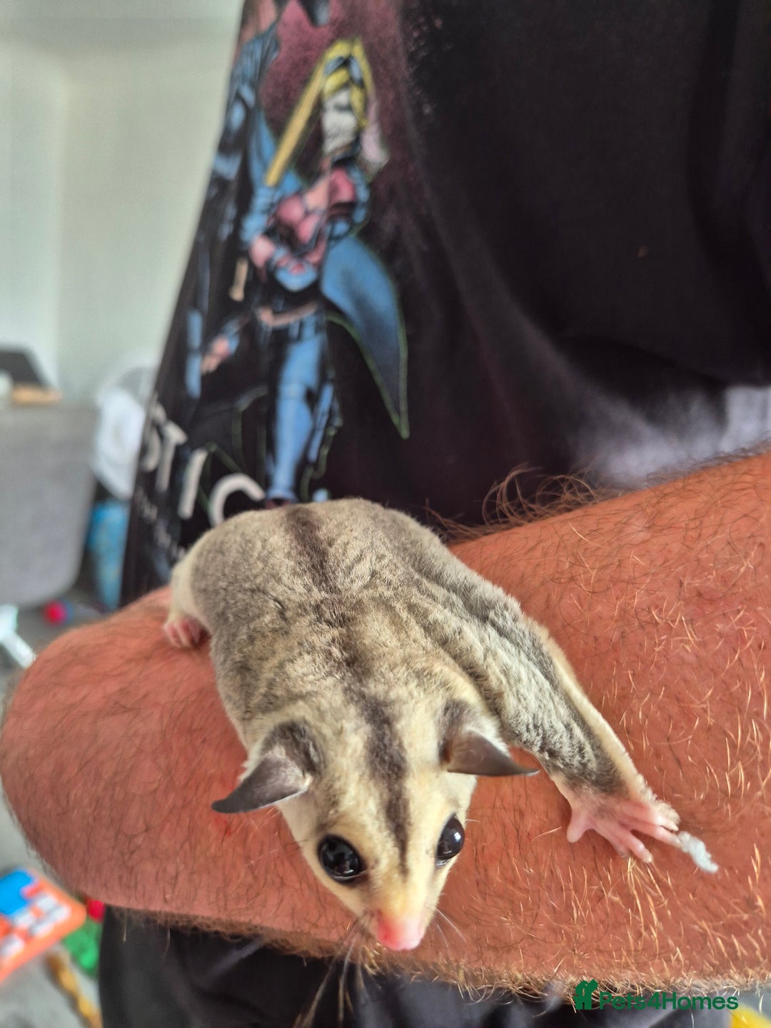 Sugar Glider rodents for sale: Breeding pair of  sugar gliders ready 13th sept   - Image 35