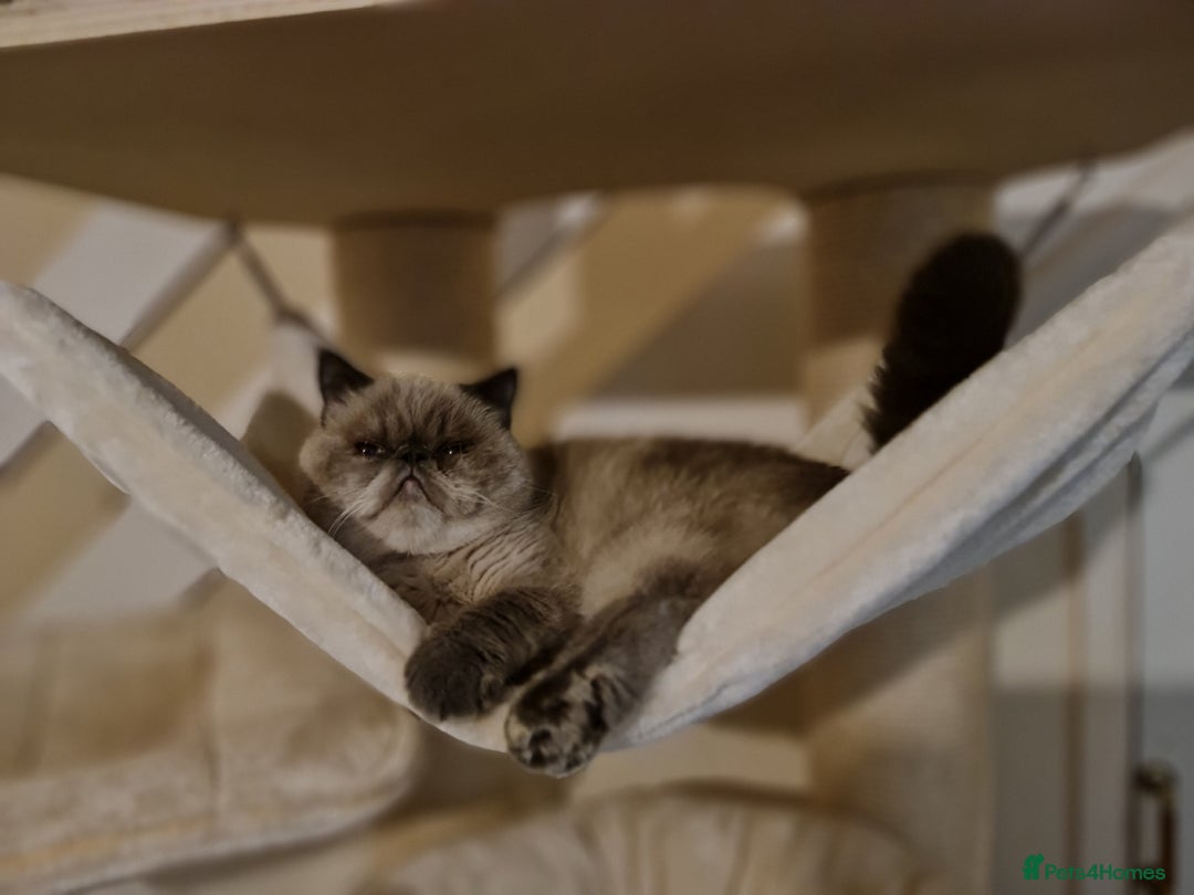 Exotic cats for sale: Lovely laid back lady - Image 2