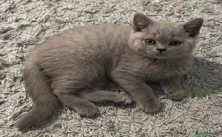British Shorthair cats - Advert 13