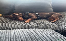 Mixed Breed dogs for sale: Male 2yo mixed breed daschund - Image 5