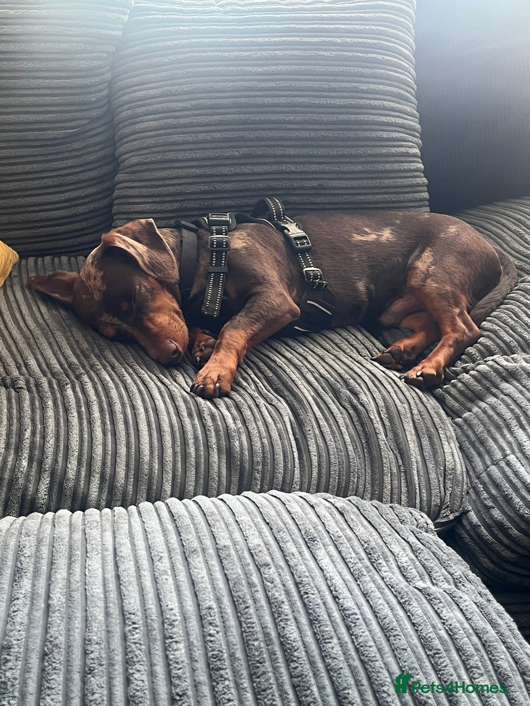 Mixed Breed dogs for sale: Male 2yo mixed breed daschund - Image 5