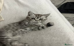 Scottish Fold cats for sale: scottish fold kittens  - Image 12