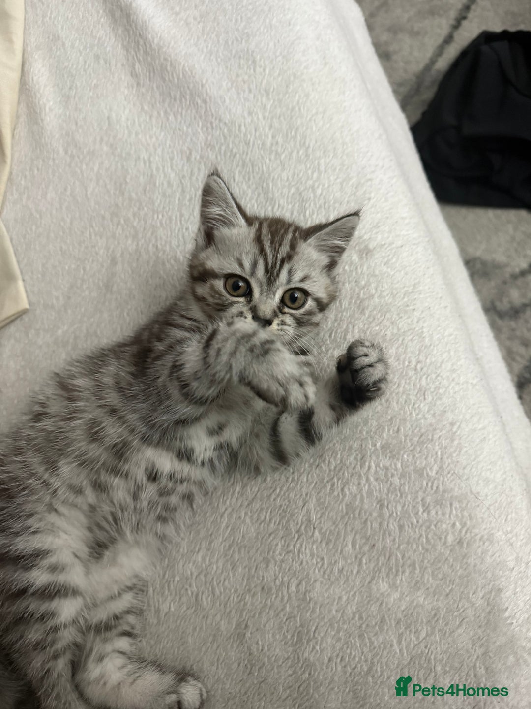 Scottish Fold cats for sale: scottish fold kittens  - Image 12