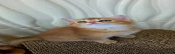 Scottish Fold cats for sale: Only one in UK - Advert 10