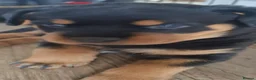 Rottweiler dogs for sale: Courageous, Intelligent & Devoted Rottweilers in Hull - Advert 11