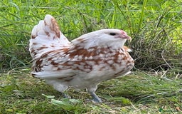 Chickens poultry for sale: Rare Breed Thuringian Chamois & Black Chickens  - Image 3