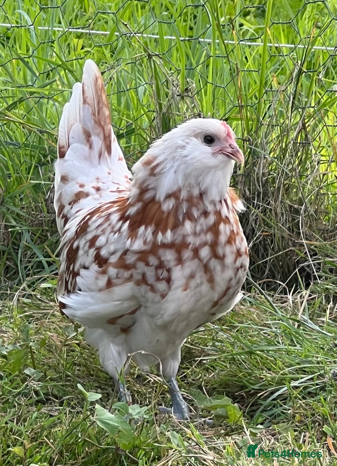 Chickens poultry for sale: Rare Breed Thuringian Chamois & Black Chickens  - Image 3