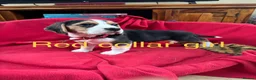Beagle dogs for sale: Beautiful Beagle Puppies for sale - Advert 4