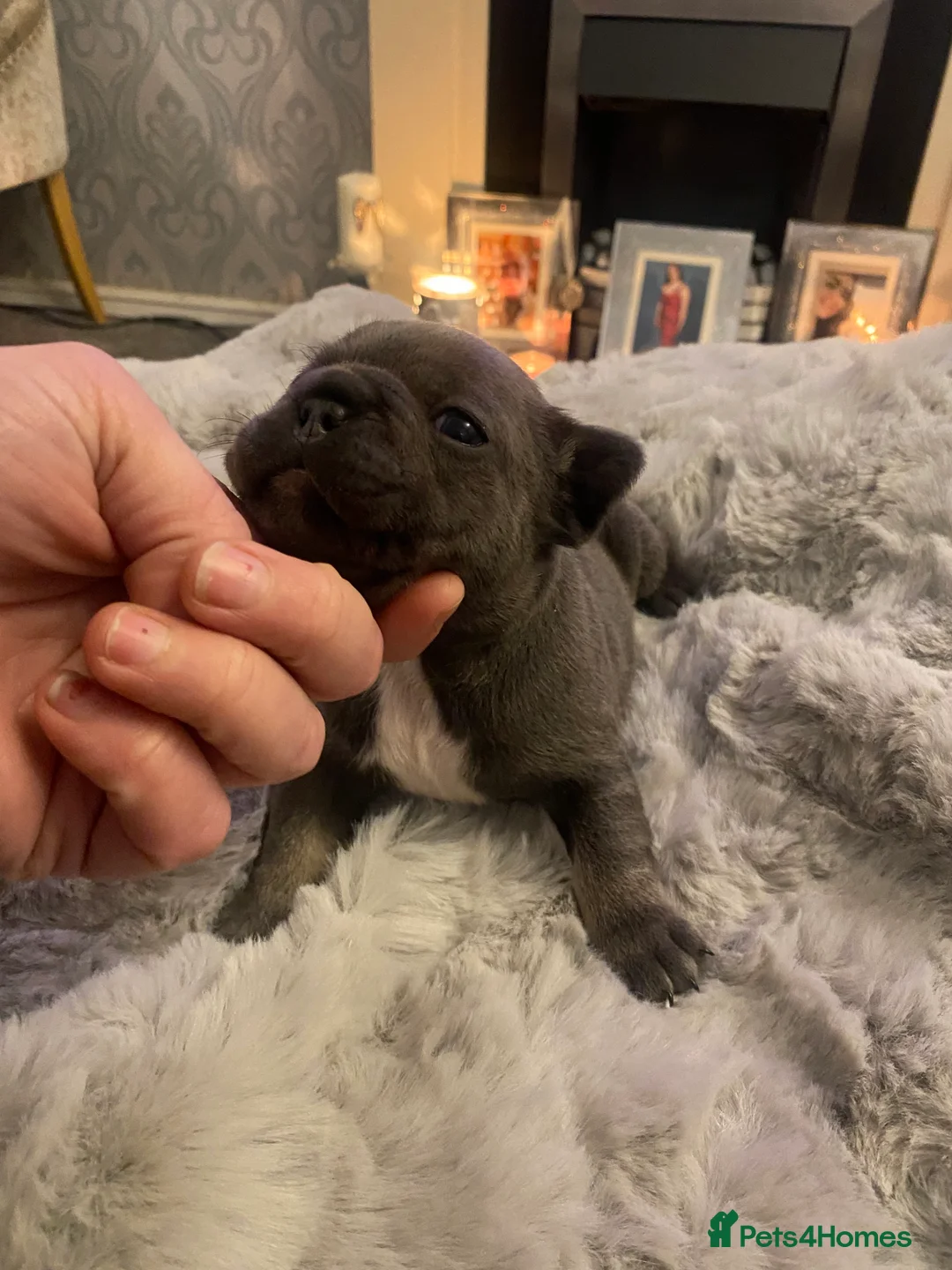 French Bulldog dogs for sale: Stunning chunky French bulldog pups  - Advert 10
