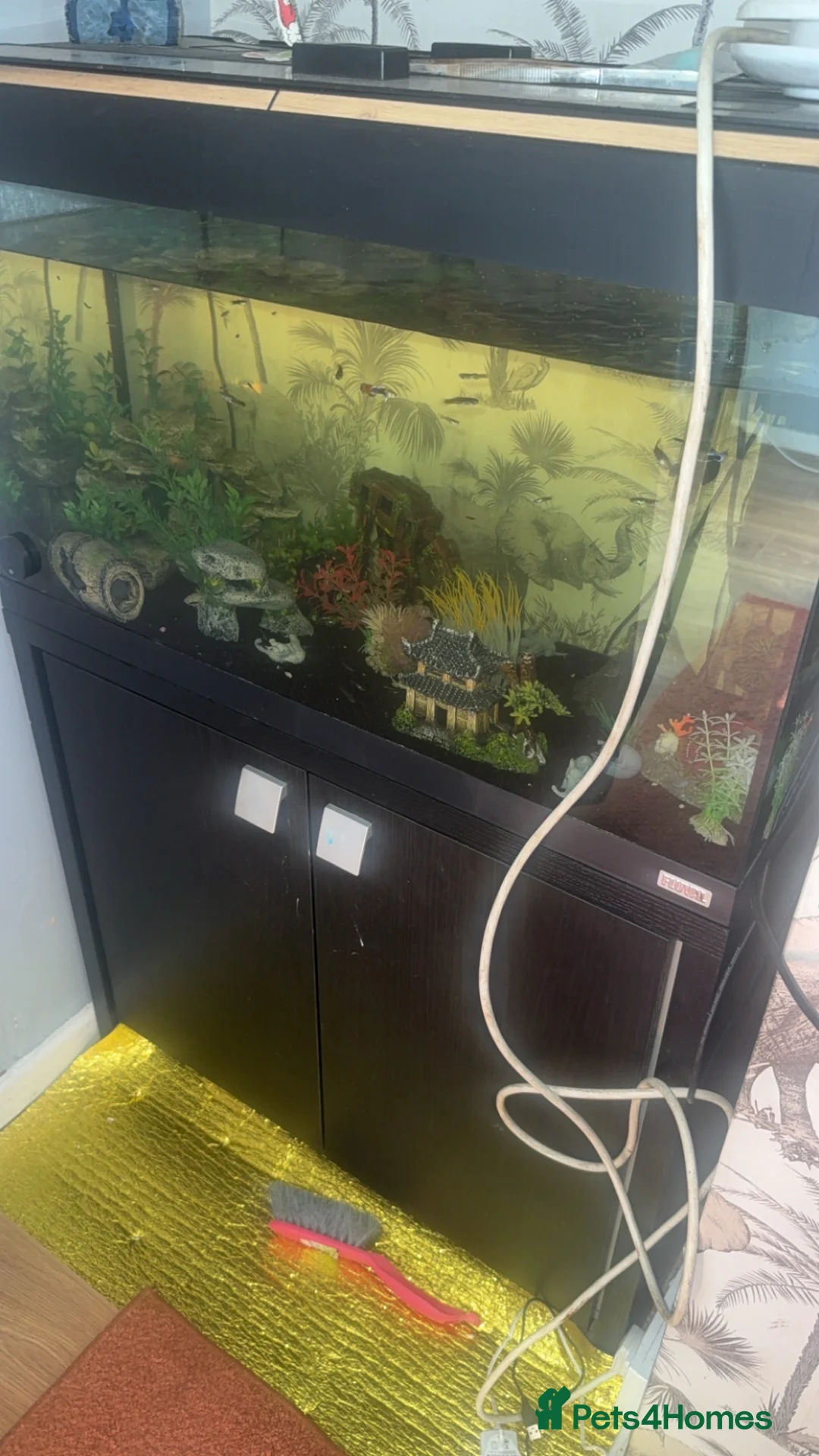 Snails fish for sale: Fish for sale with fish tank  in Sheffield - Advert 2