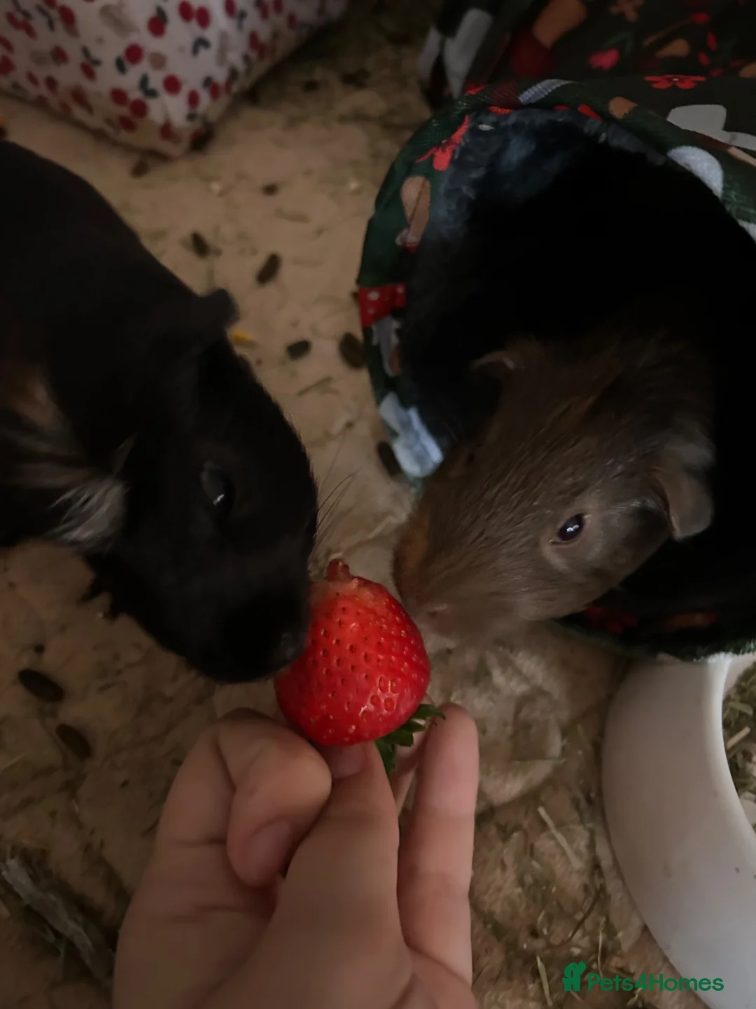 Guinea Pig rodents for sale: 2 bonded male guinea pigs in Salford - Advert 1