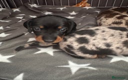 Miniature Dachshund dogs for sale: Venus is a mama to 5! - Image 28