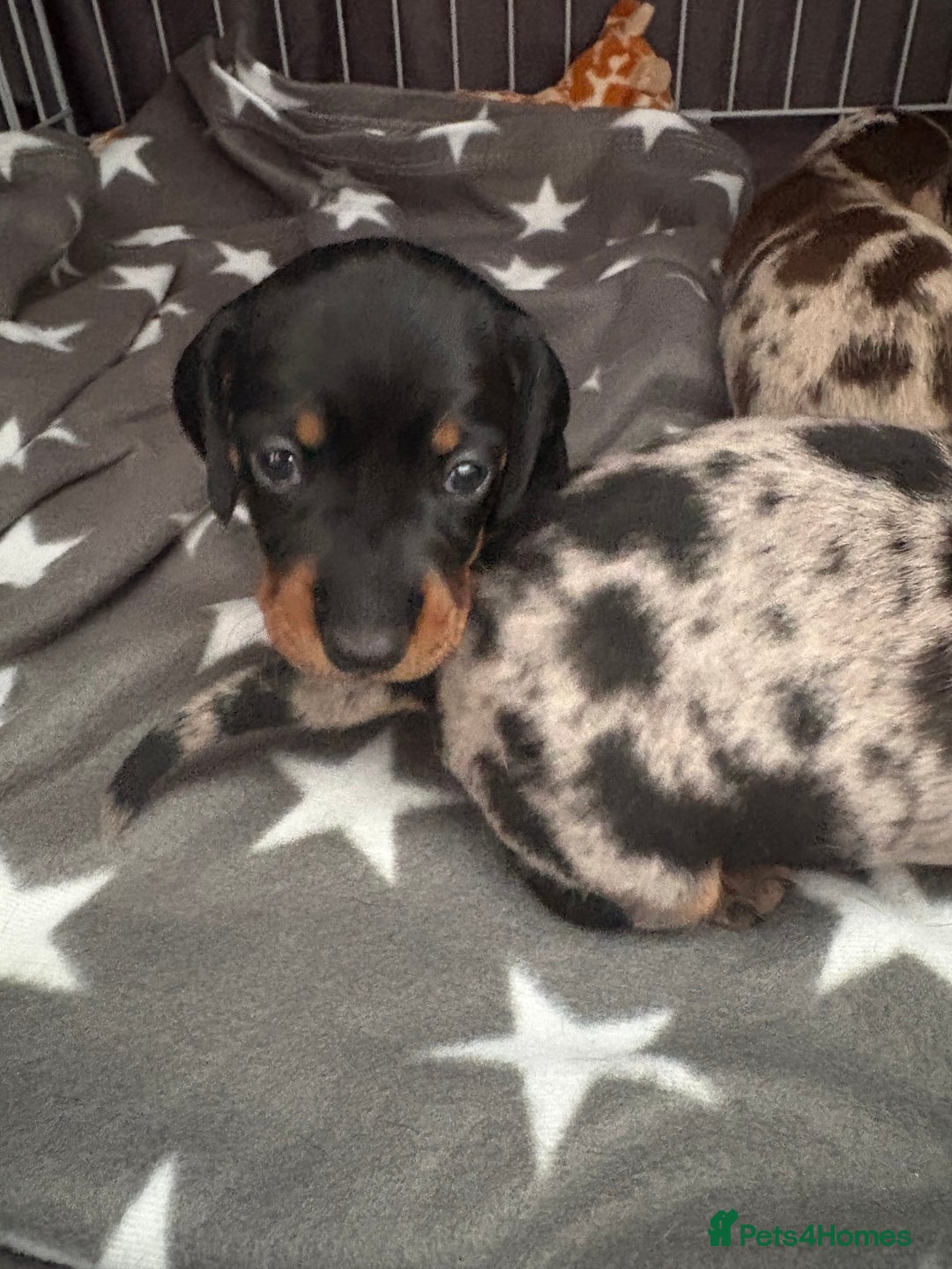 Miniature Dachshund dogs for sale: Venus is a mama to 5! - Image 28