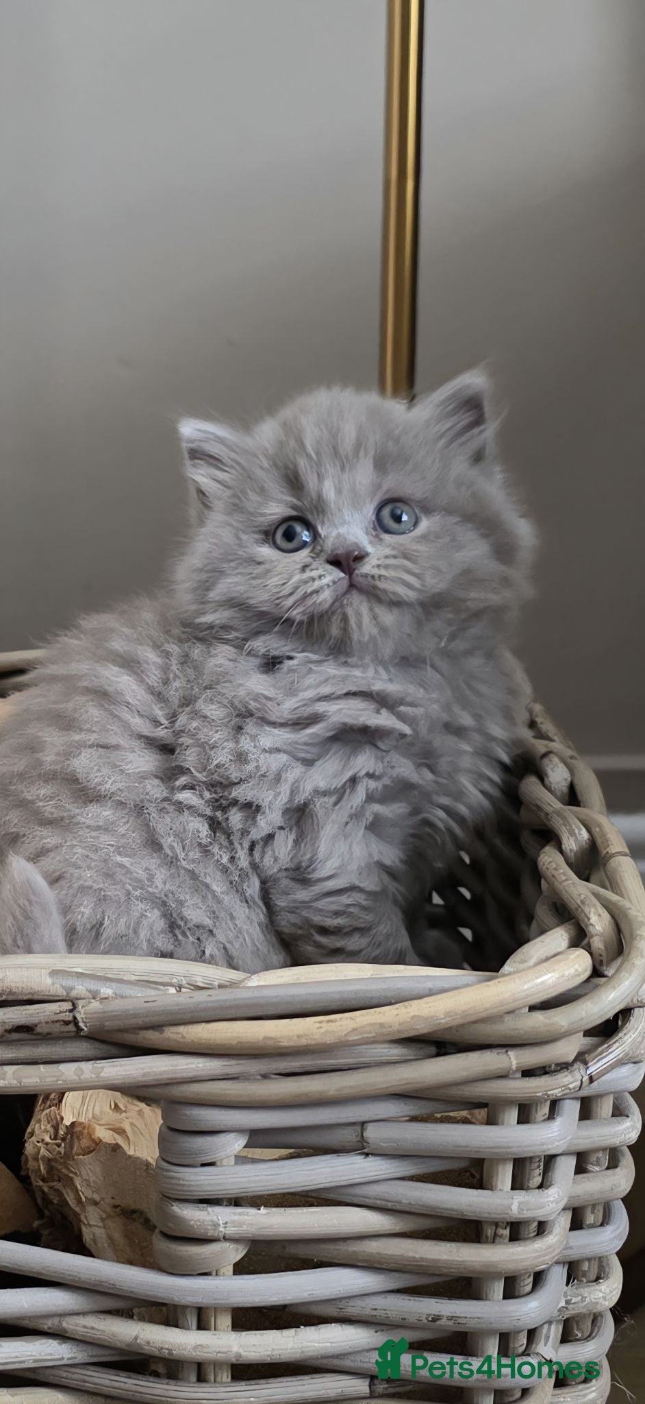 British Shorthair cats Outstanding GCCF Lilac female british Longhair  - Advert 16