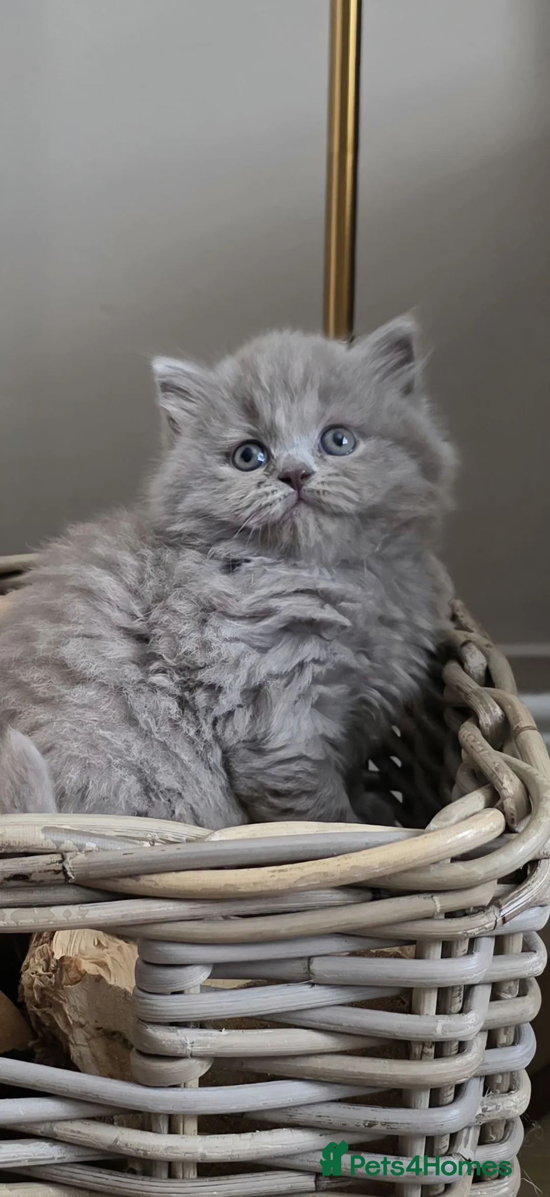British Shorthair cats for sale: Outstanding GCCF British Shorthair Kittens  - Advert 2