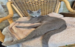 Russian Blue cats for sale: TICA pedigree russian blue adult sisters - Image 8