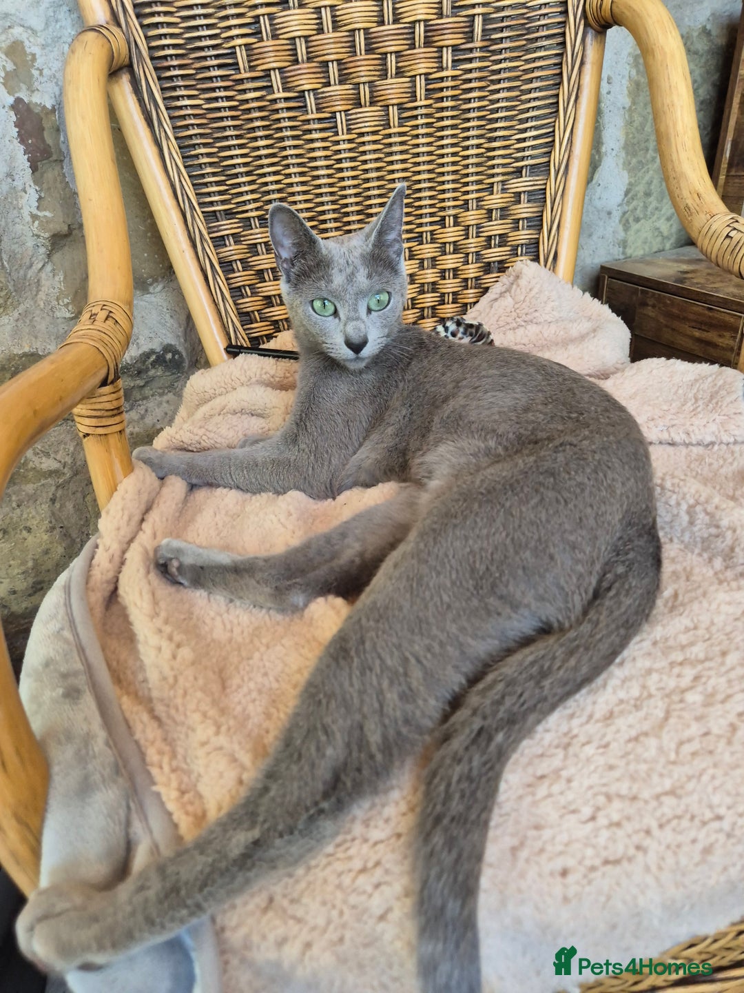 Russian Blue cats for sale: TICA pedigree russian blue adult sisters - Image 8
