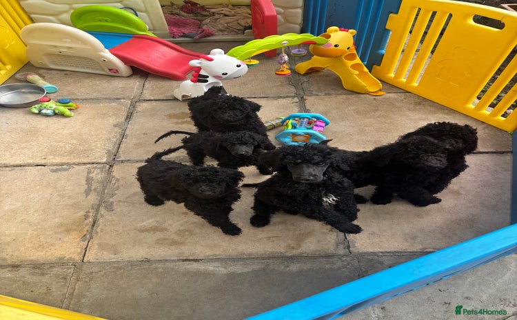 Standard Poodle dogs - Advert 5