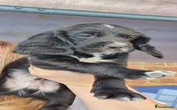 Sprocker dogs for sale: 2 black males !!! 😍 Beautifully marked sprocker! - Image 11
