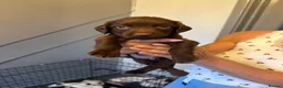 Cocker Spaniel dogs for sale: Cocker spaniel puppies 🐶🩷 - Advert 7