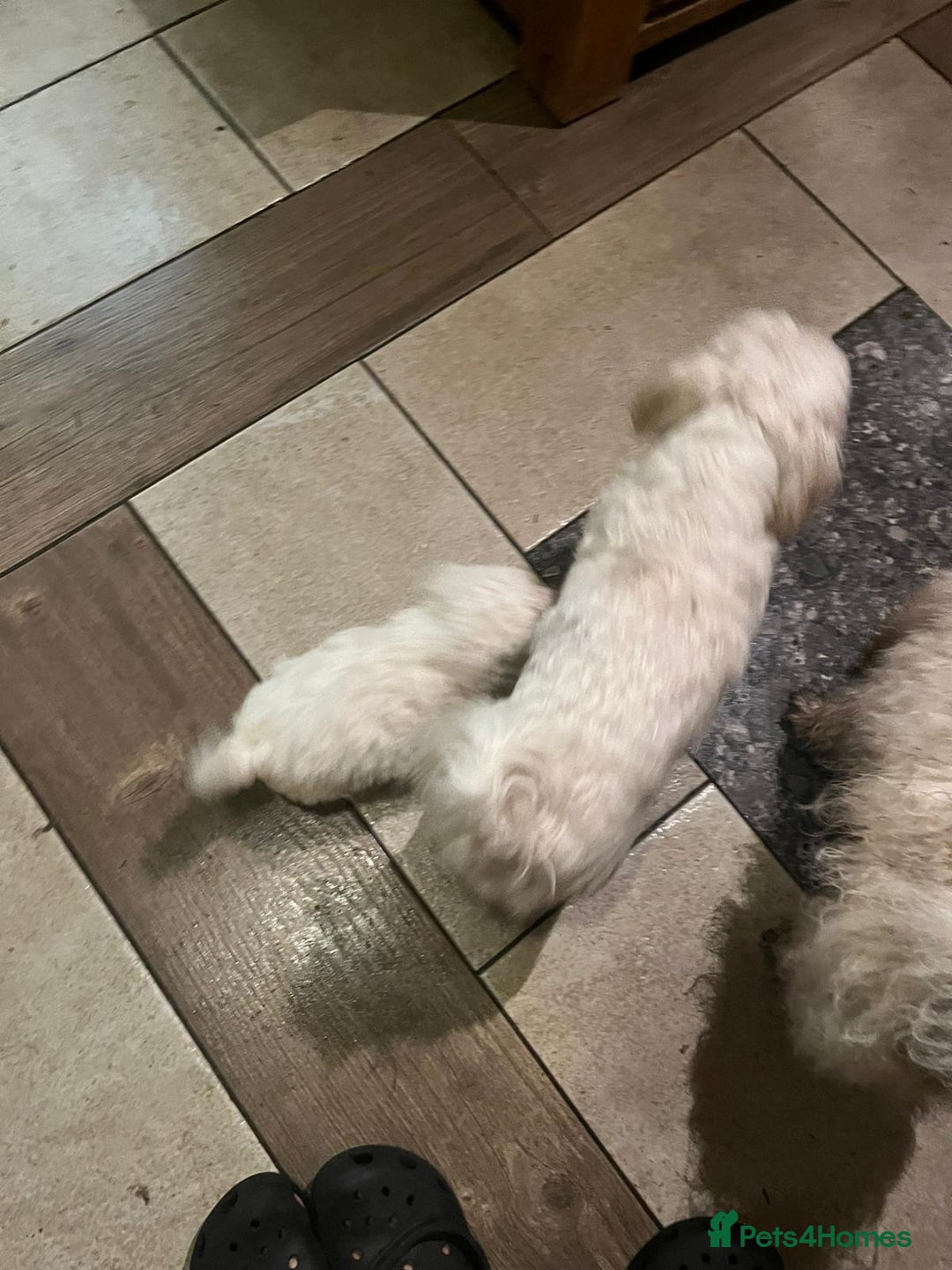 Bichon Frise dogs for sale: 4 Bichone Frise Maltese for sale - Advert 12