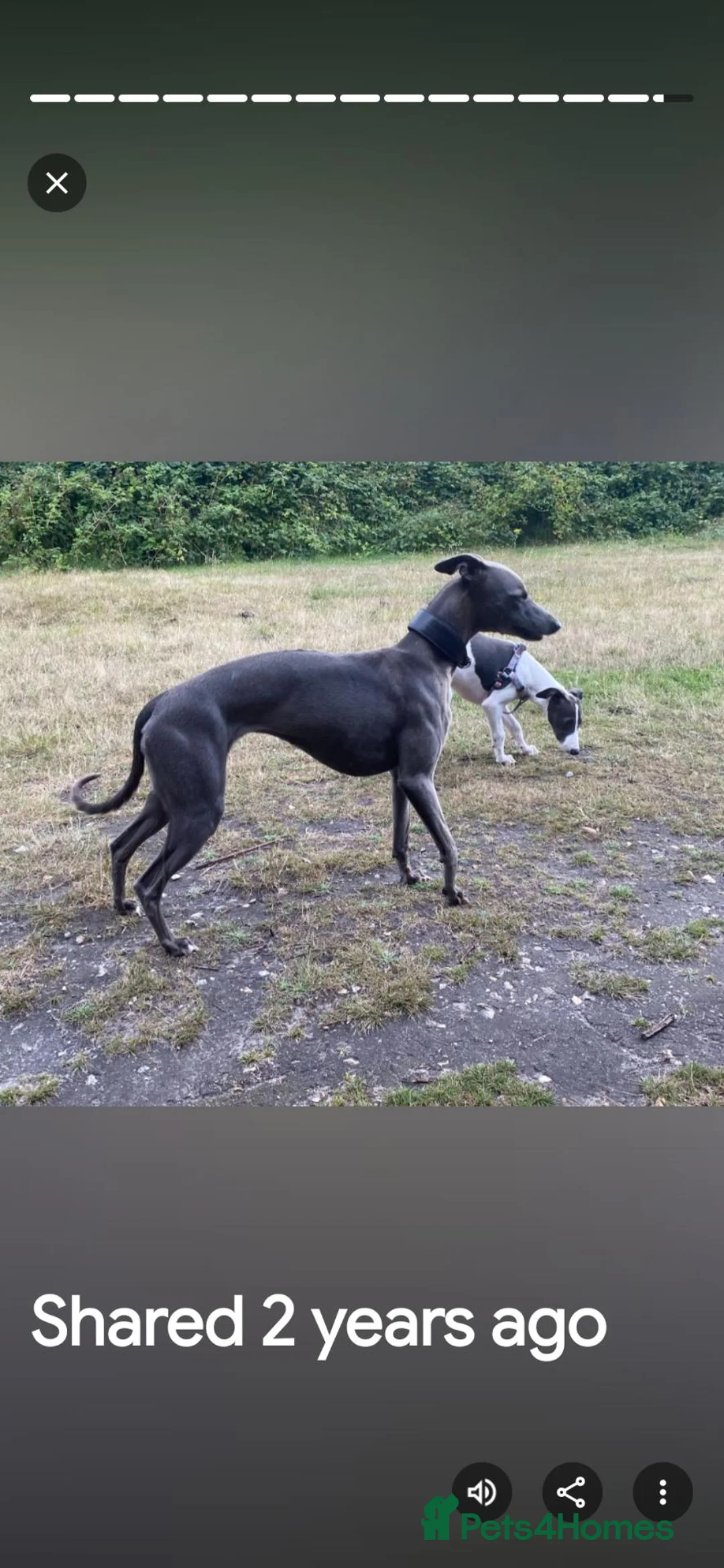 Whippet dogs for sale: Mature Blue Whippet  Bitch Wanted  - Advert 2