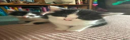 Mixed Breed cats for sale: 7 Beautiful Boy Kittens — Ready Now ✅ £20 each - Advert 12