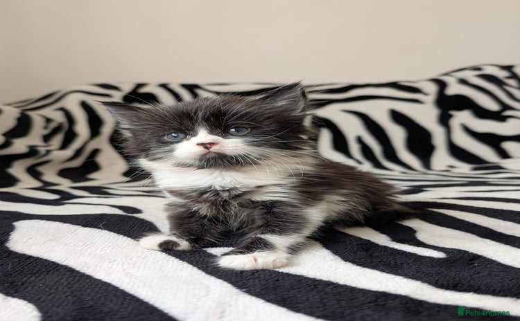 Mixed Breed cats - Advert 4