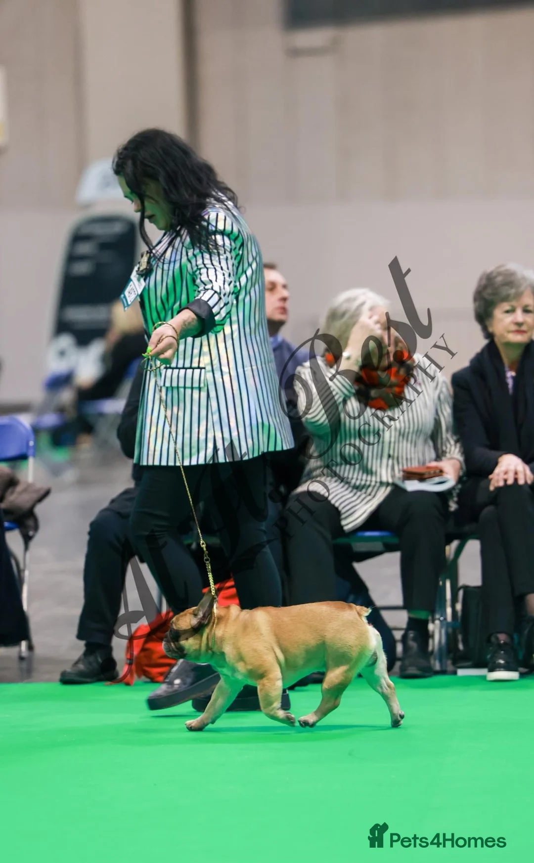 French Bulldog dogs for stud: Henri show winning red fawn stud  - Advert 19