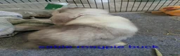 Mini Lop rabbits for sale: Pure bred minilops - Advert 19