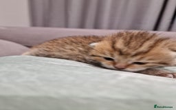 British Shorthair cats for sale: GCCF High Quality Chubby BritishShorthair Kittens. - Image 2