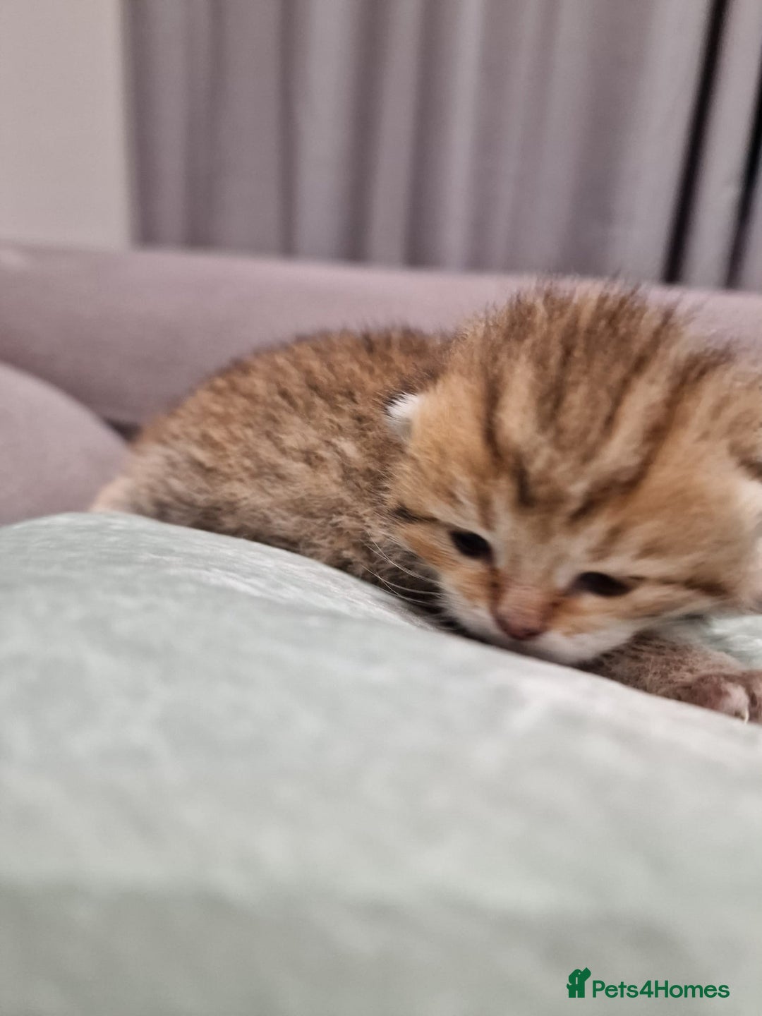 British Shorthair cats for sale: GCCF High Quality Chubby BritishShorthair Kittens. - Image 2