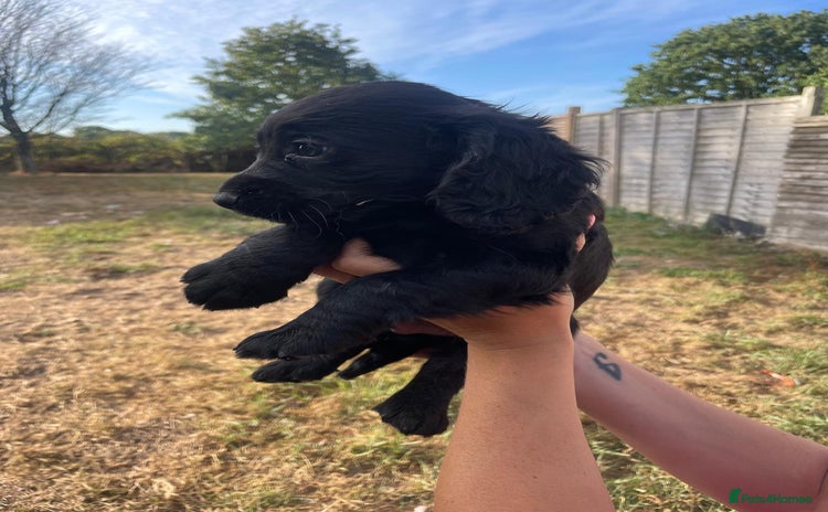 Cocker Spaniel dogs - Advert 1