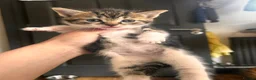 Mixed Breed cats for sale: 14 beautiful kittens for sale  - Advert 5