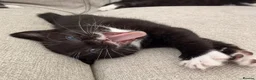Mixed Breed cats for sale: Kittens  - Advert 11