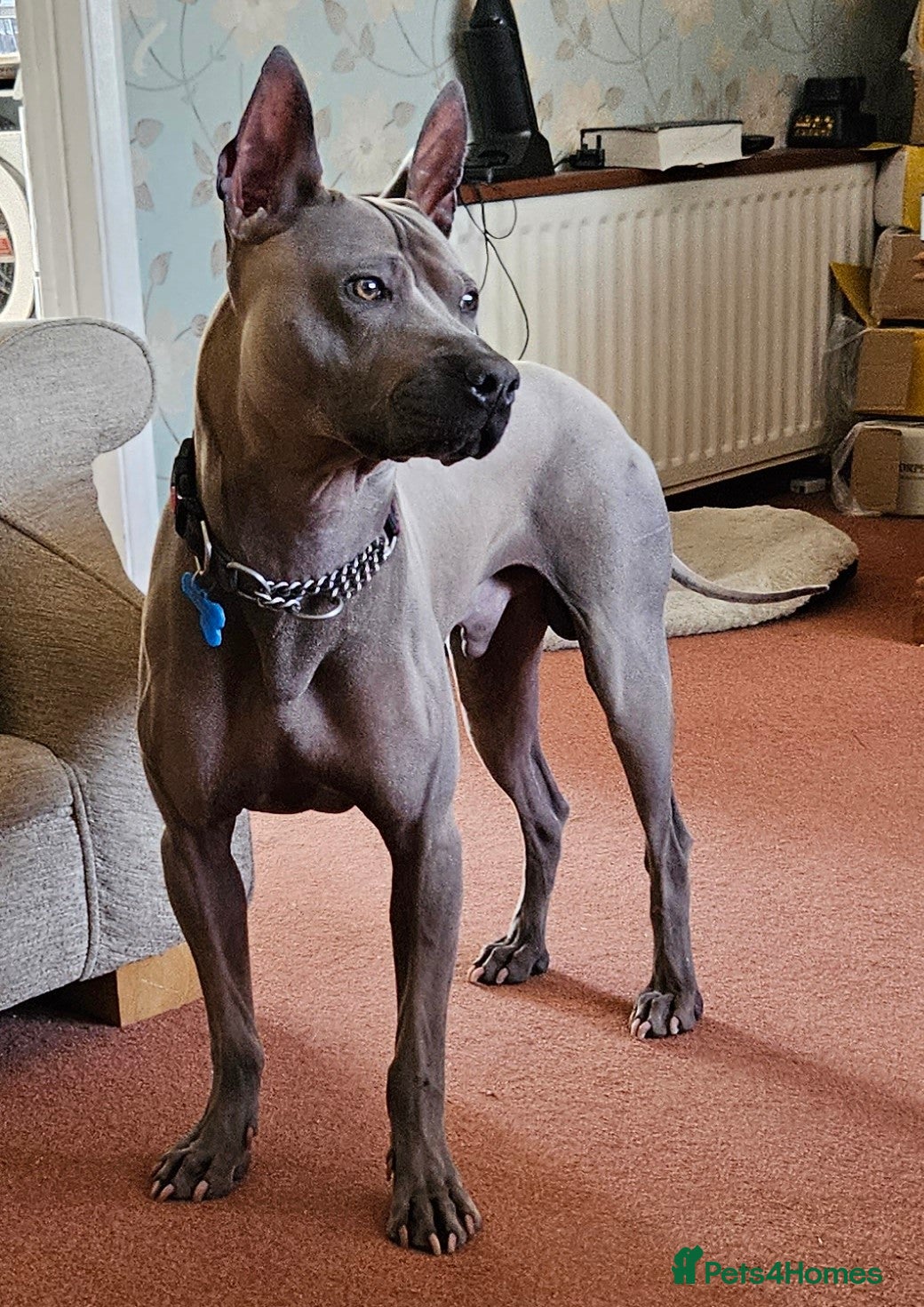 Thai Ridgeback dogs Thai Ridgeback Stud in Maidstone - Advert 1