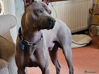 Thai Ridgeback dogs in Maidstone - Advert 30