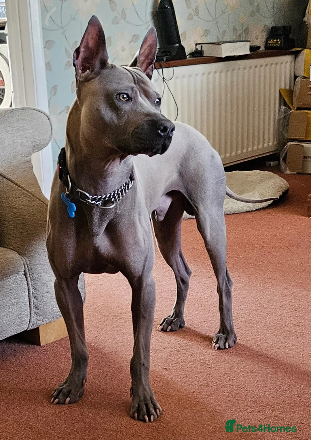 Thai Ridgeback dogs for stud: Thai Ridgeback Stud in Maidstone - Advert 1