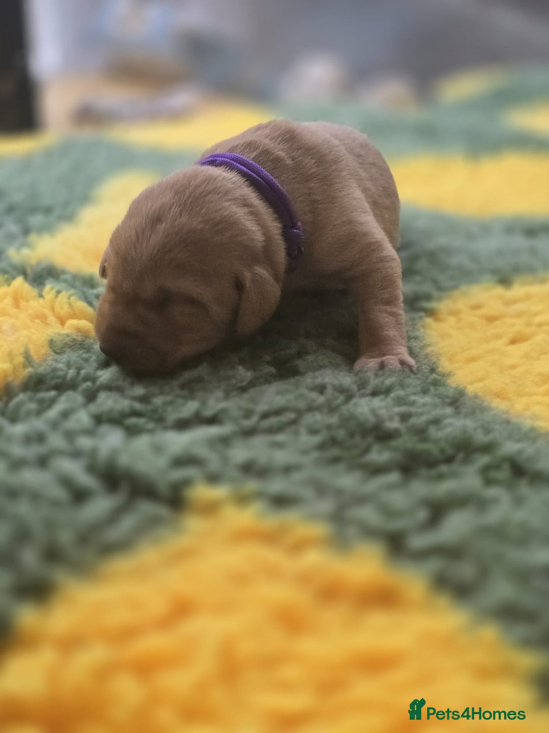 Labrador Retriever dogs for sale: KC Registered Labrador Puppies. - Advert 17