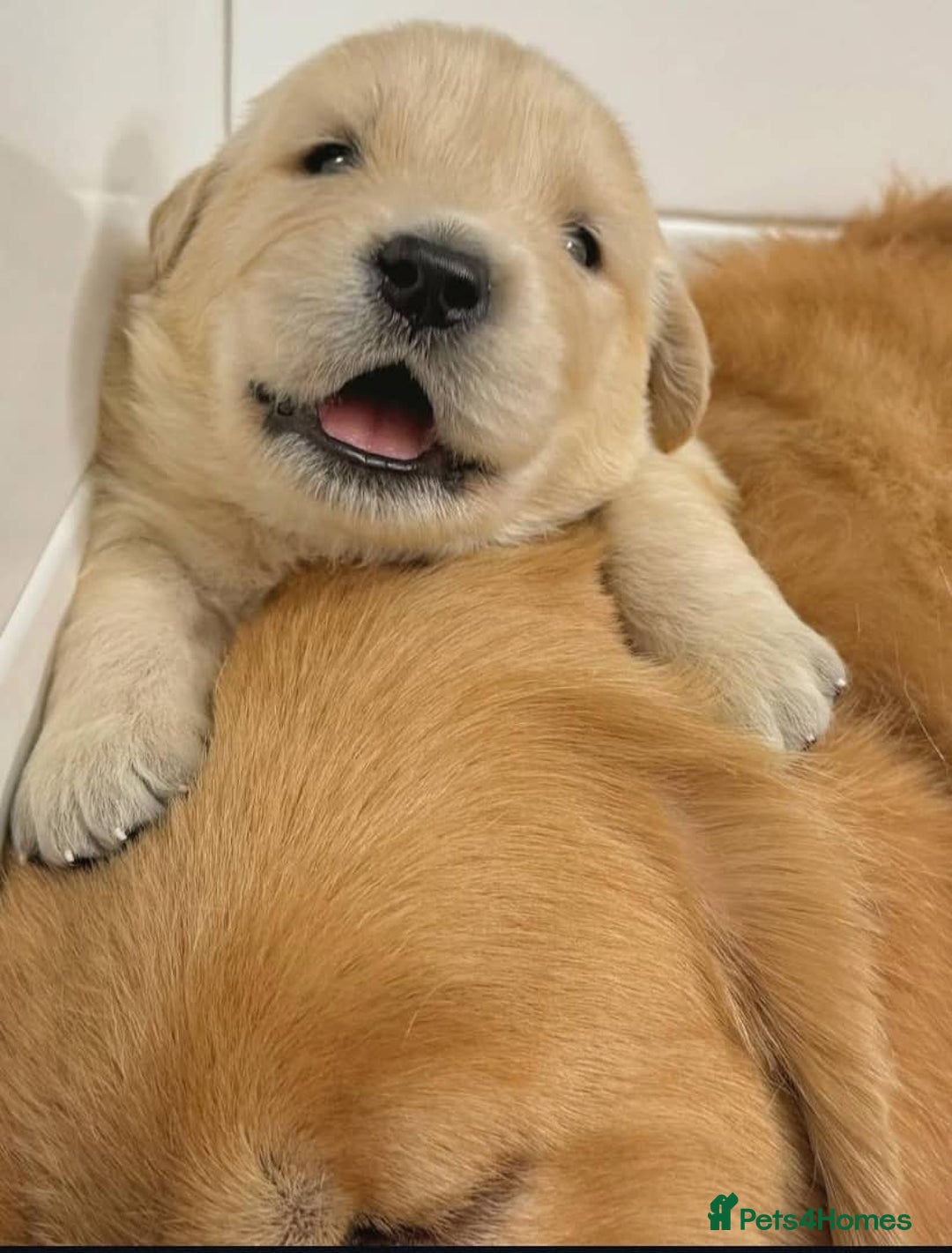 Golden Retriever dogs for sale: Sweet golden retriever puppies  - Image 8
