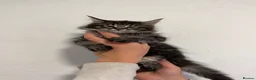 Maine Coon cats for sale: 4 beautiful and playful Maine Coon kittens - Advert 11
