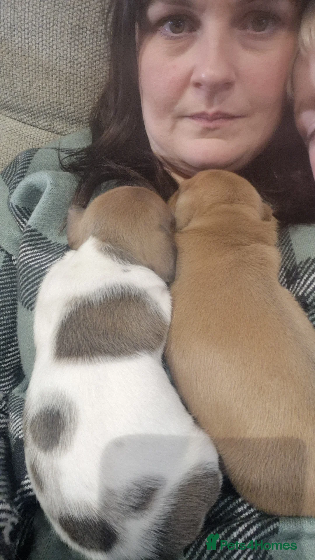 Miniature Dachshund dogs for sale: 2 miniature dachshund puppies for sale - Advert 12