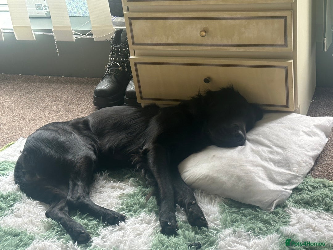 Mixed Breed dogs for sale: Ashly needs a new home asap! 🫶 - Advert 5