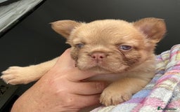 French Bulldog dogs for sale: Quality health tested/KC fluffy French bulldogs - Image 17