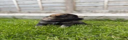 German Shepherd dogs for sale: 🐾 German Shepherd Puppies – ready 18th July - Advert 21