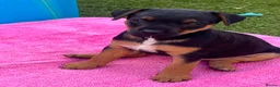 Patterdale Terrier dogs for sale: Patterdale terrier  - Advert 4