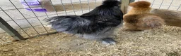 Hens poultry for sale: USA Silkie trio - Advert 4
